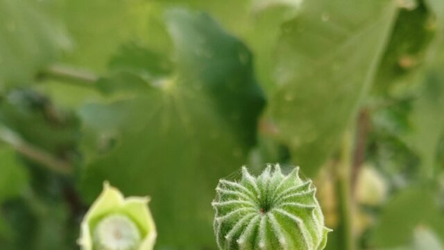 Atibala medicinal plant with green leaves used in traditional Ayurveda