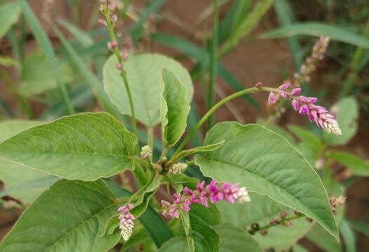 Kaundhra paudha ivy gourd plant growing naturally with green leaves