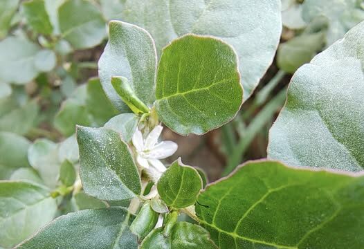 Santhi plant representing peace and spiritual balance in Tantra Dunia