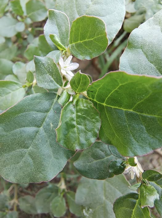 santhi plant in tantra dunia